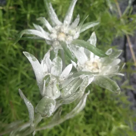 2chalupy - W Appartement