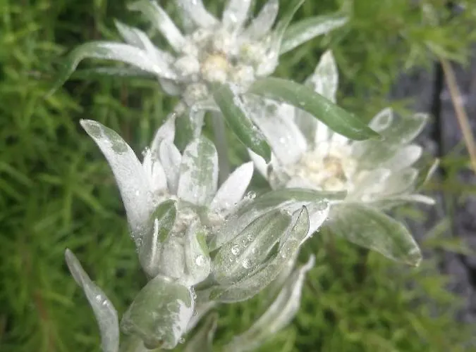 2chalupy - W דירה