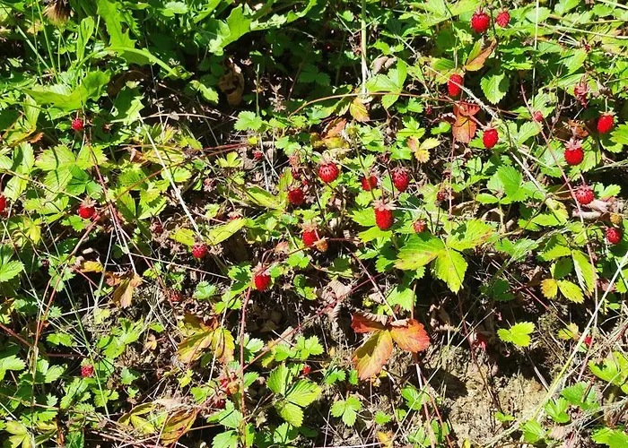 דירה 2chalupy - W Sól